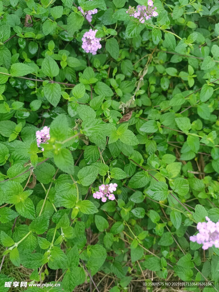 绿叶丛中绽放的粉色小花