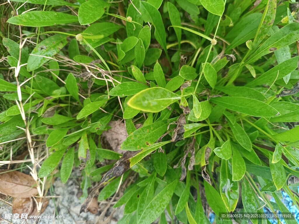 翠绿繁茂的丛生植物