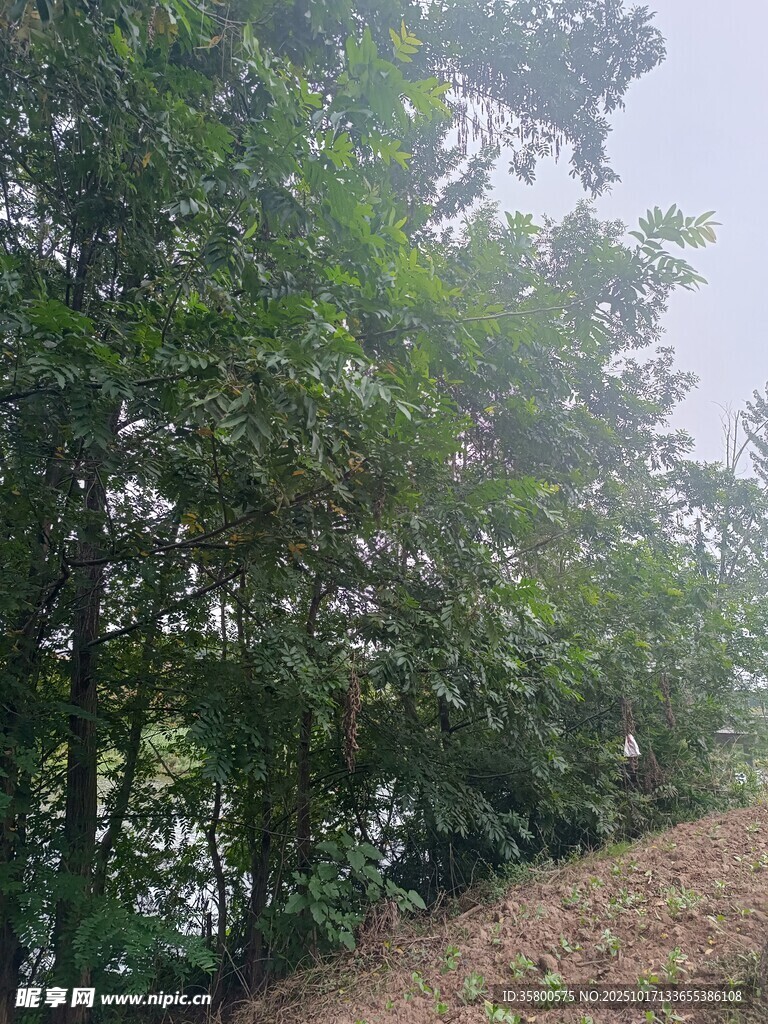 茂密树林中的自然景致