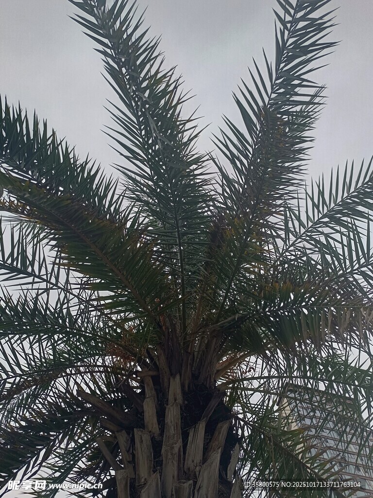 高大挺拔的棕榈树