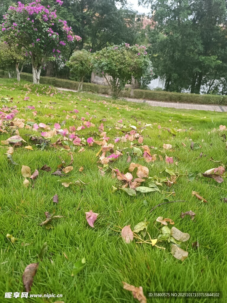 草地上的缤纷落花