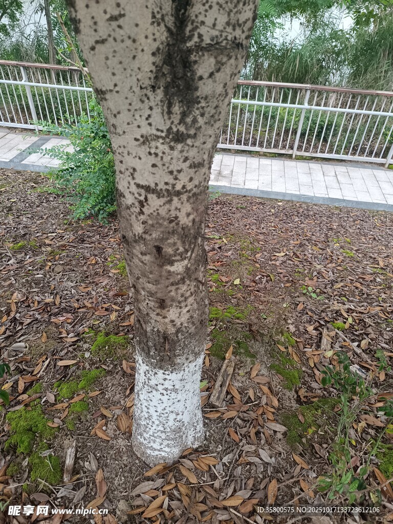 树干底部的白色保护涂层