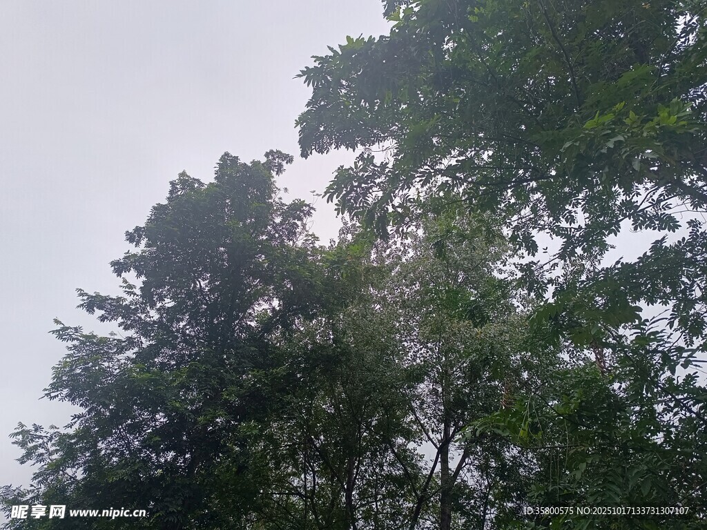 茂密树林中的树梢景象