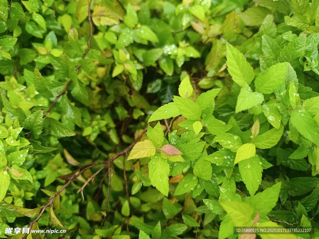 翠绿繁茂的植物景象