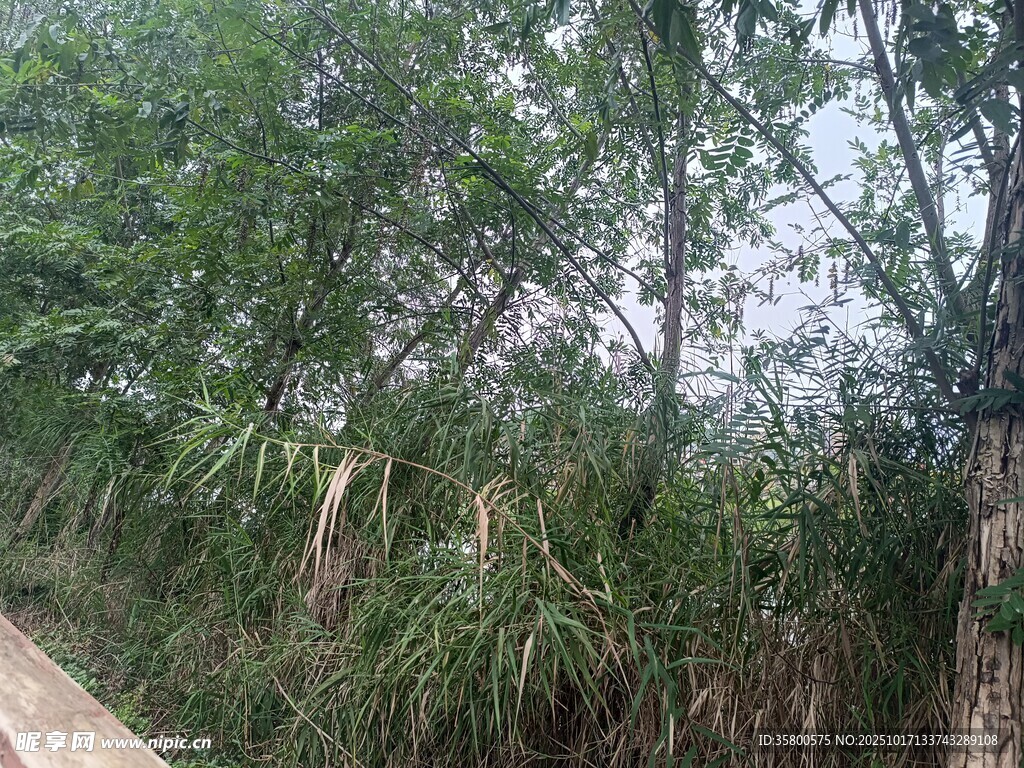 路边葱郁绿植景观