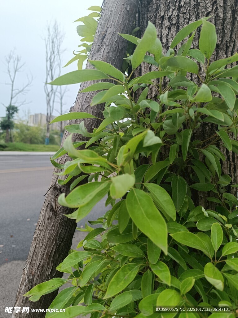 路边绿植特写