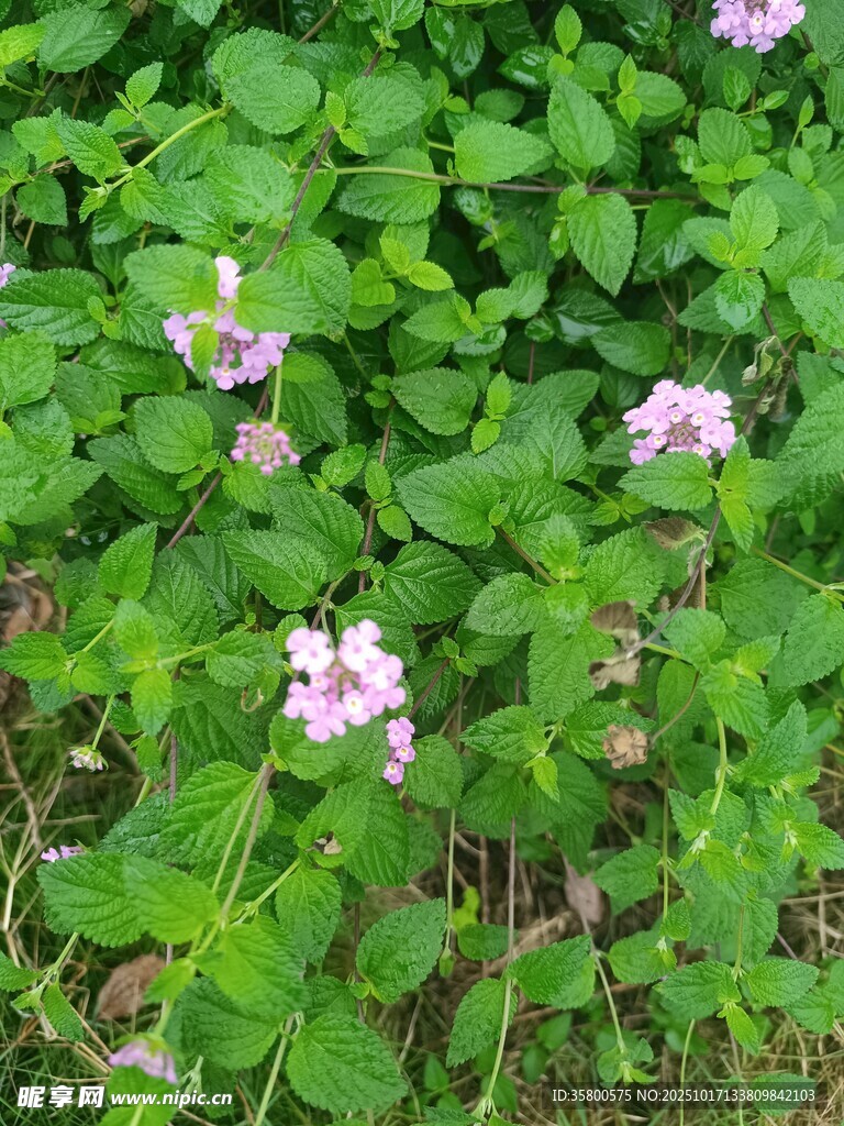 草丛中的粉色小花
