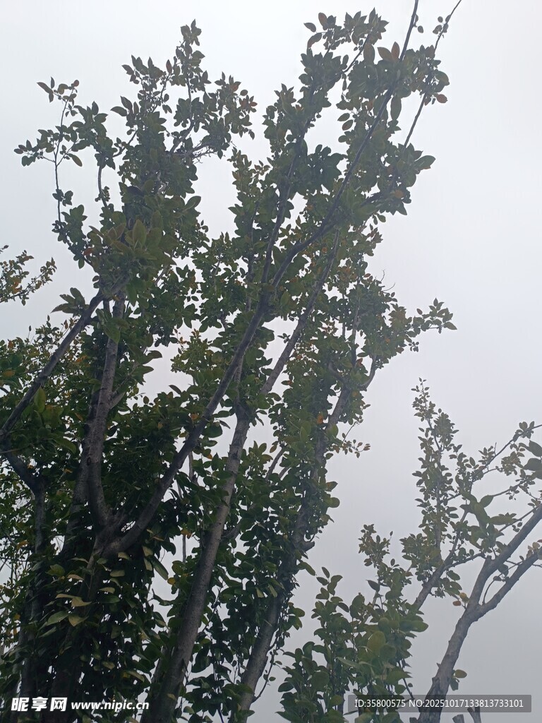 狂风中的树木