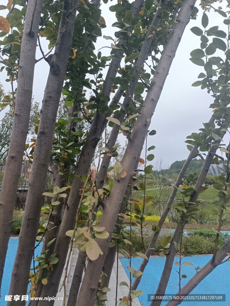 池边树木景观