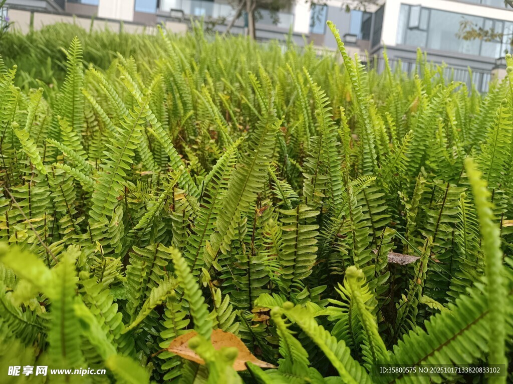 翠绿蕨类植物生机盎然