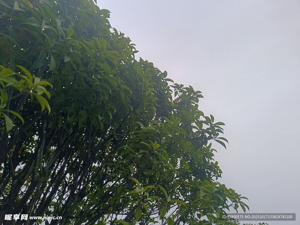 茂密竹林 