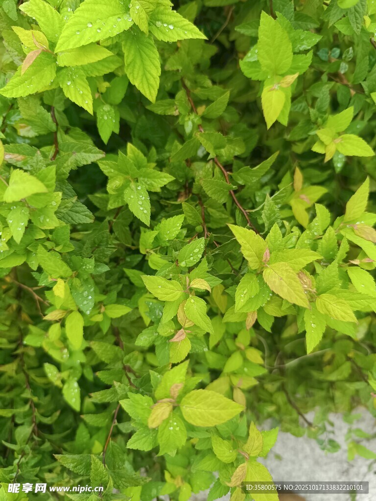 翠绿繁茂的爬藤植物