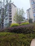 小区绿植与高楼景观