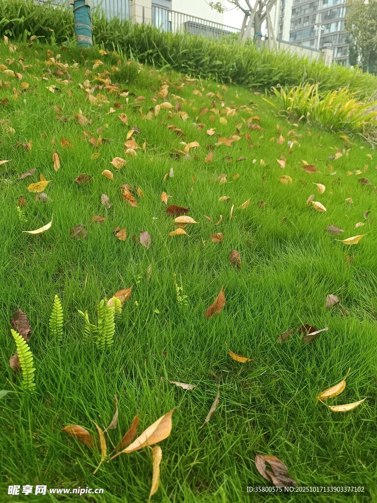 草地上散落的枯黄树叶