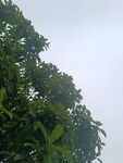 枝叶繁茂的绿树