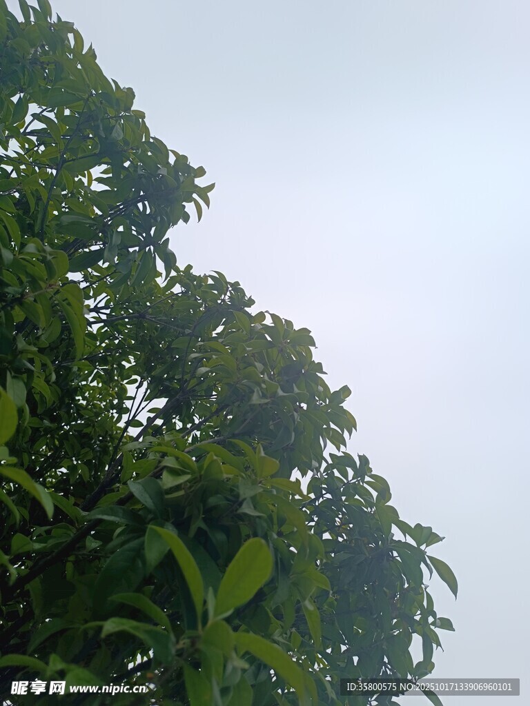枝叶繁茂的绿树