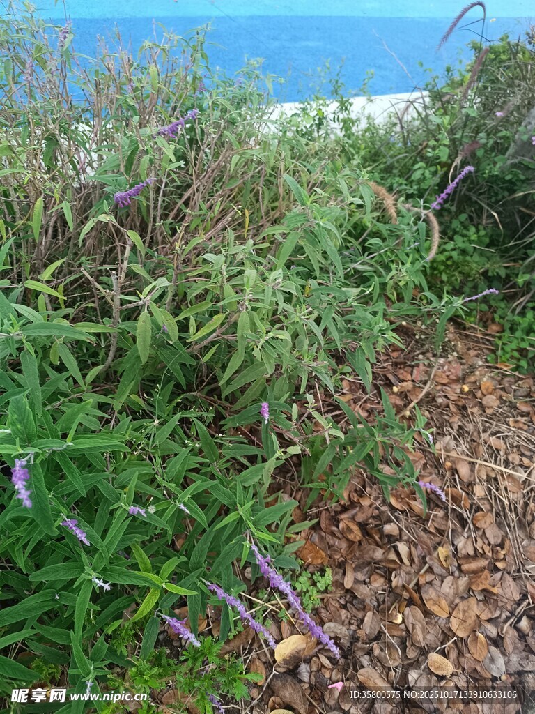 海边绿植景观