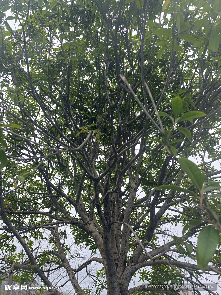 枝繁叶茂的树木