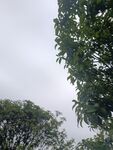 阴天中的绿树景致
