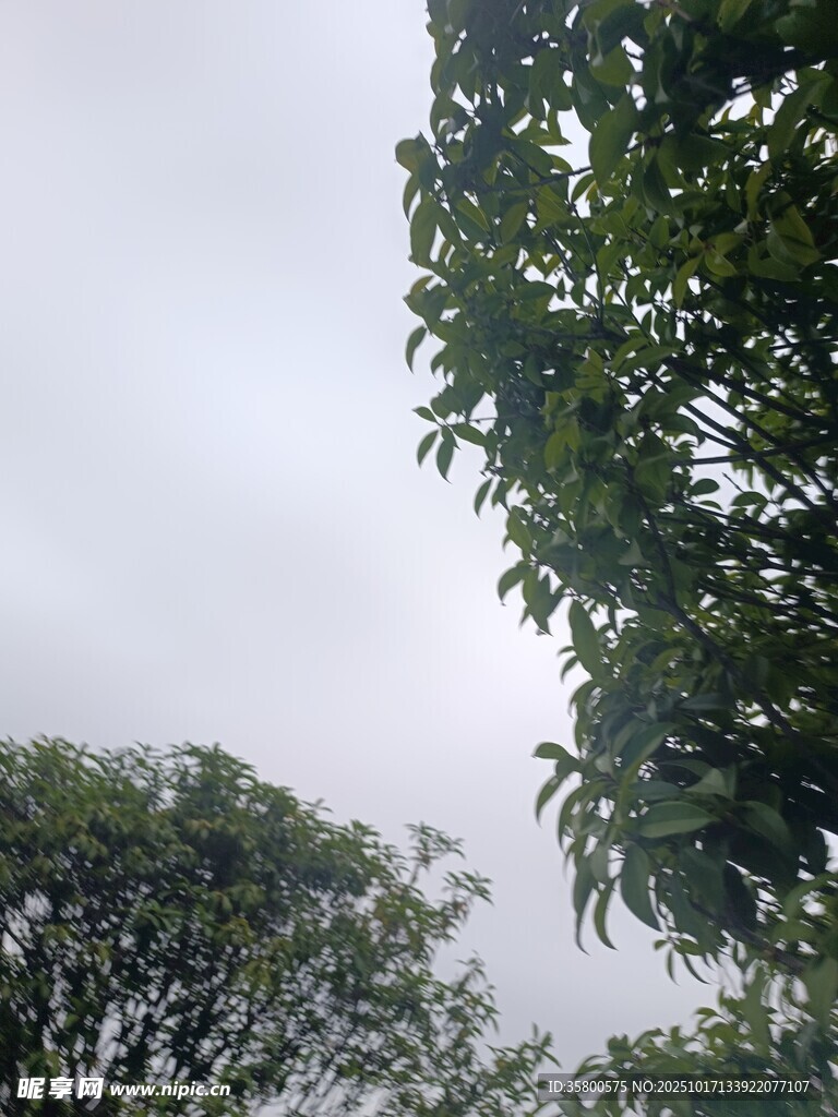 阴天中的绿树景致