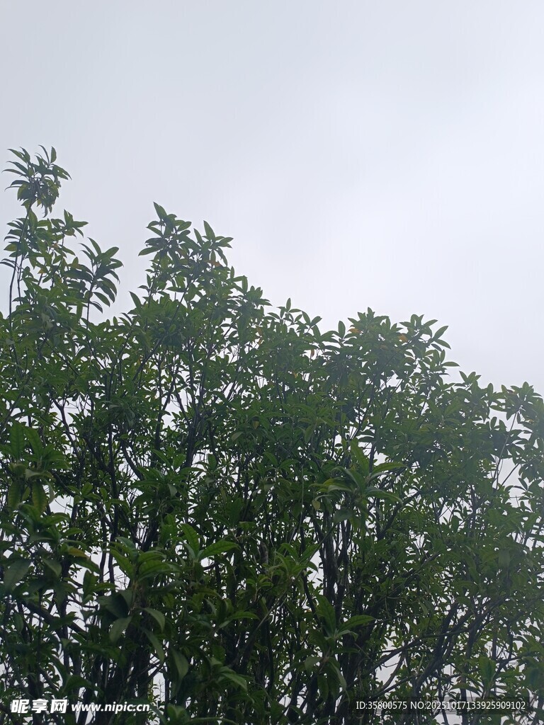 茂密绿树映衬灰白天空