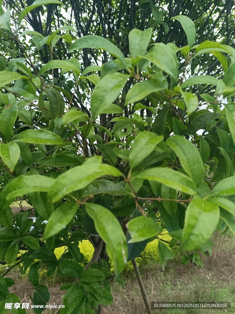 绿叶间的黄色小花