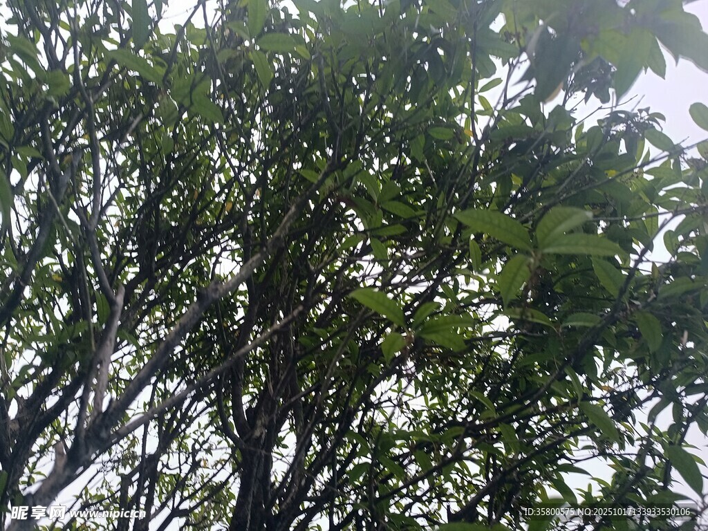 繁茂绿树 