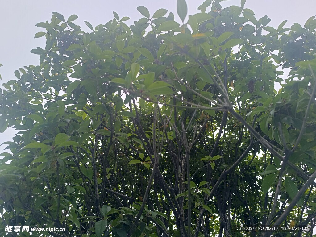 繁茂绿树 