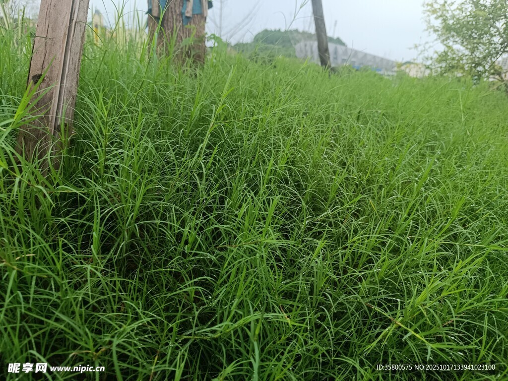 田野间的翠绿野草
