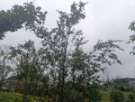 雨中树木景观