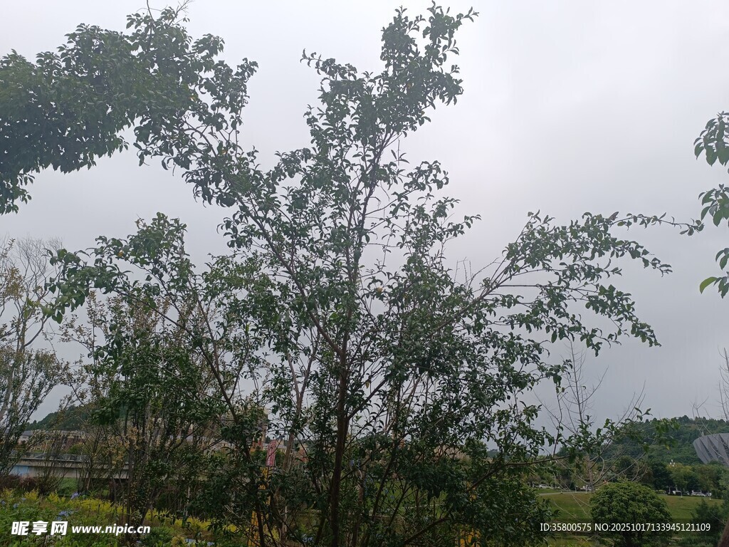 雨中树木景观