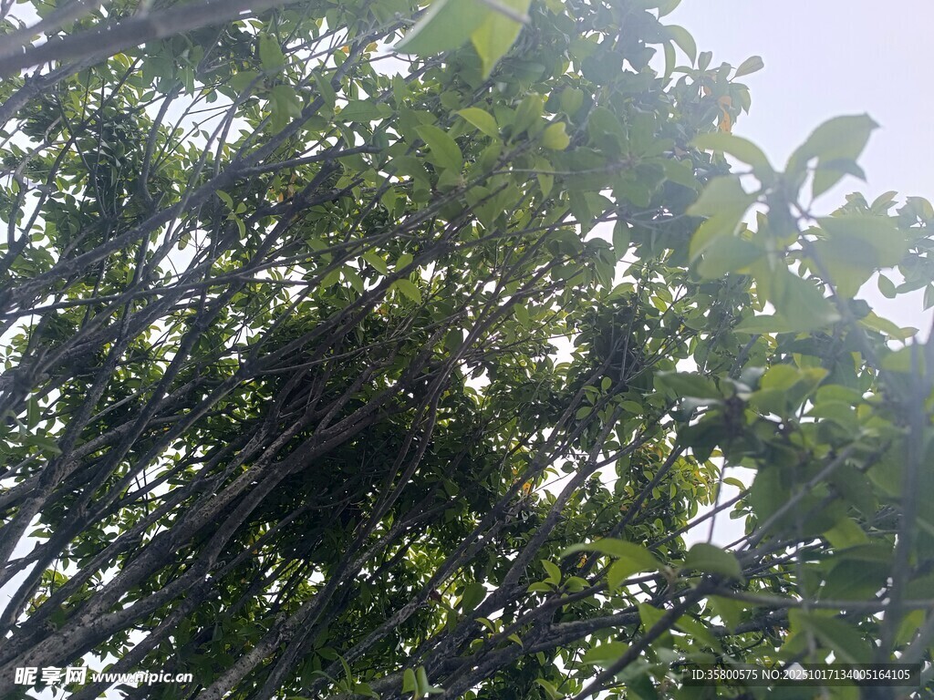 茂密树林中的繁茂枝叶