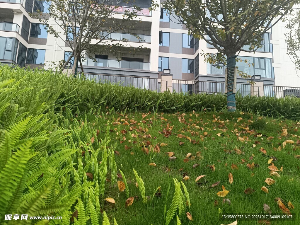 小区绿植景观