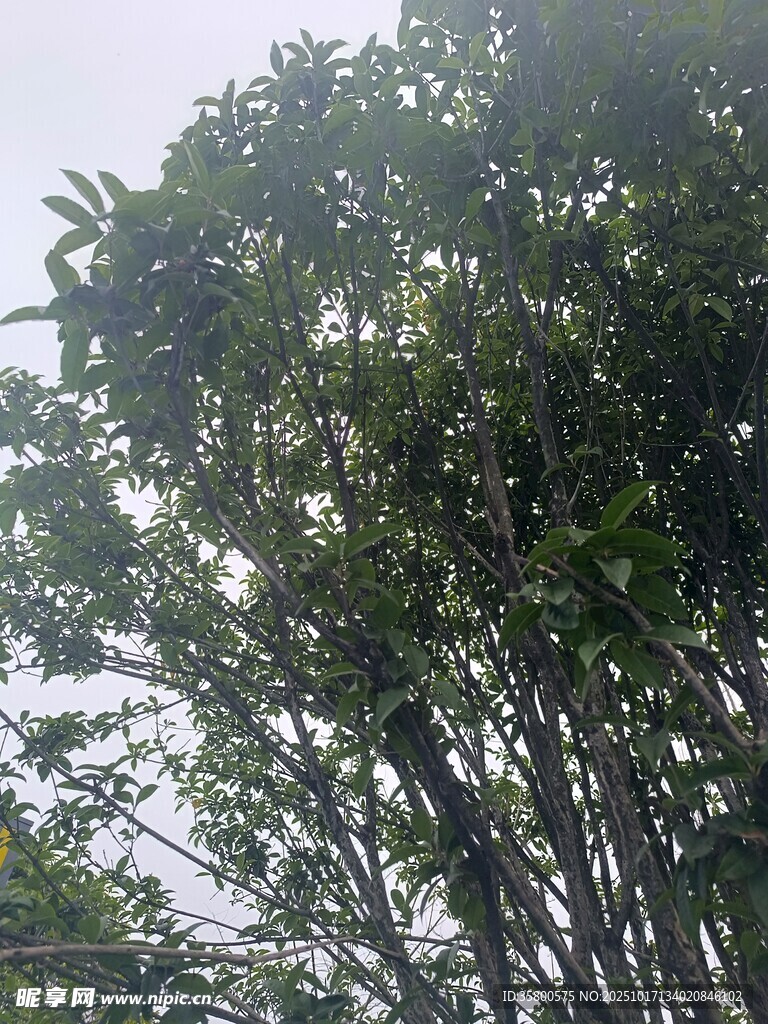 茂密竹林