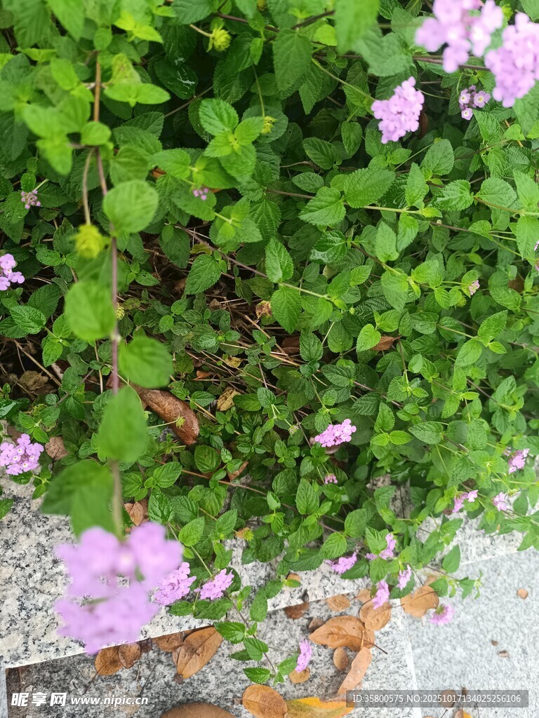 粉色小花点缀绿色植物