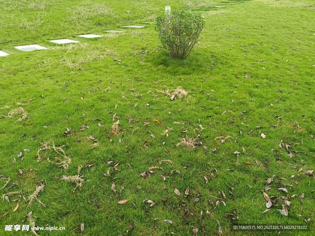 翠绿草地中的矮小植株