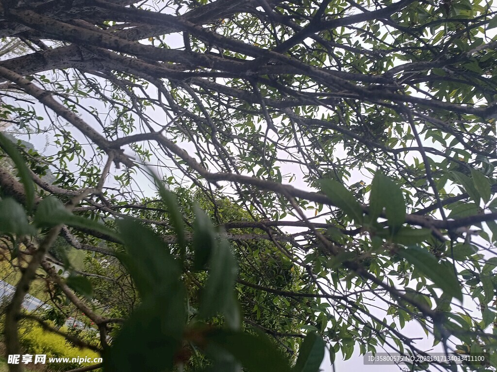 仰视繁茂树枝与绿叶