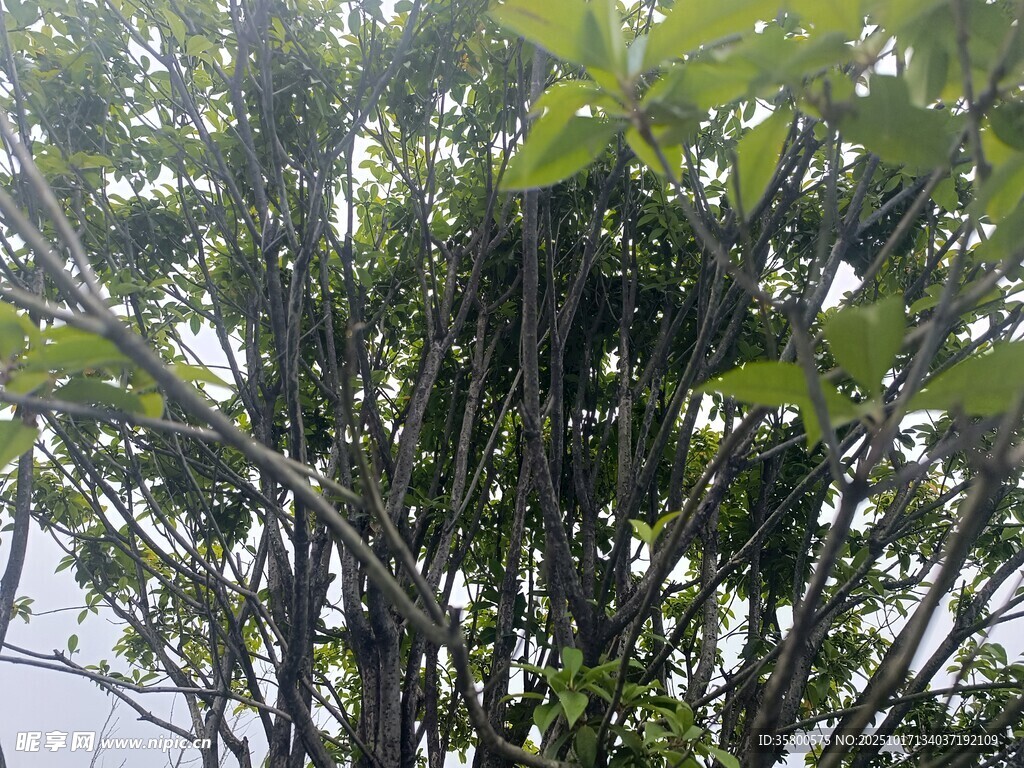 繁茂绿树 