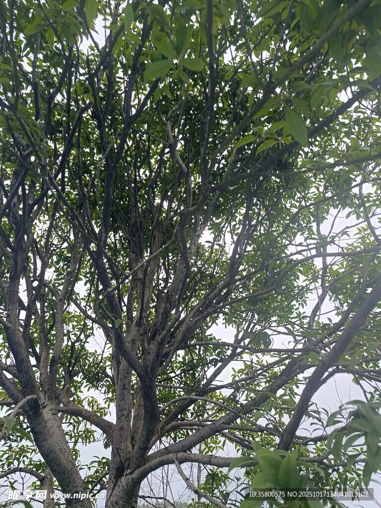 繁茂绿树