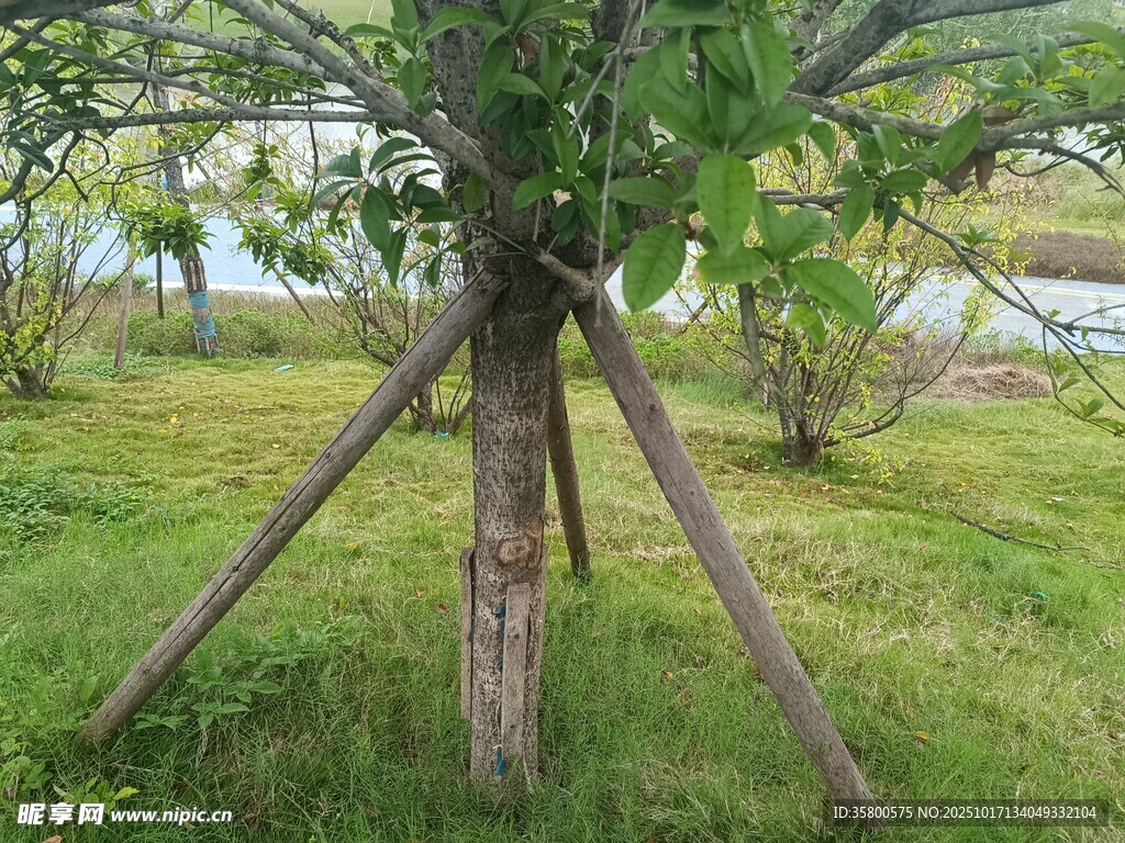 树木支撑加固景观图