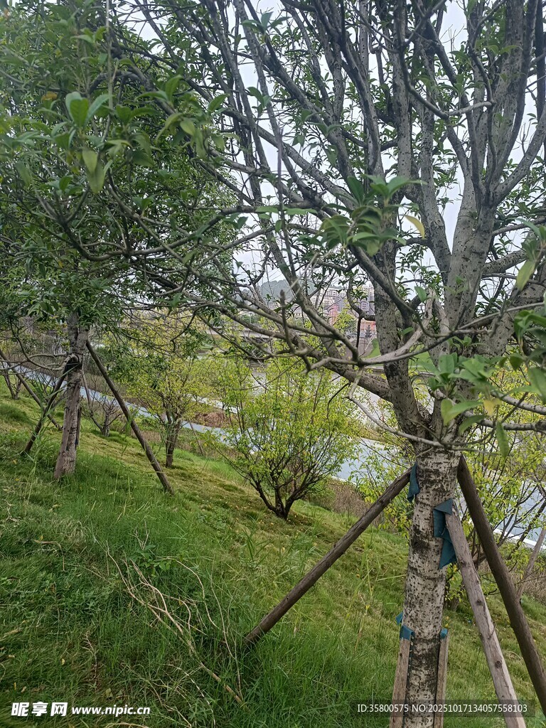 山坡上的树木支撑场景