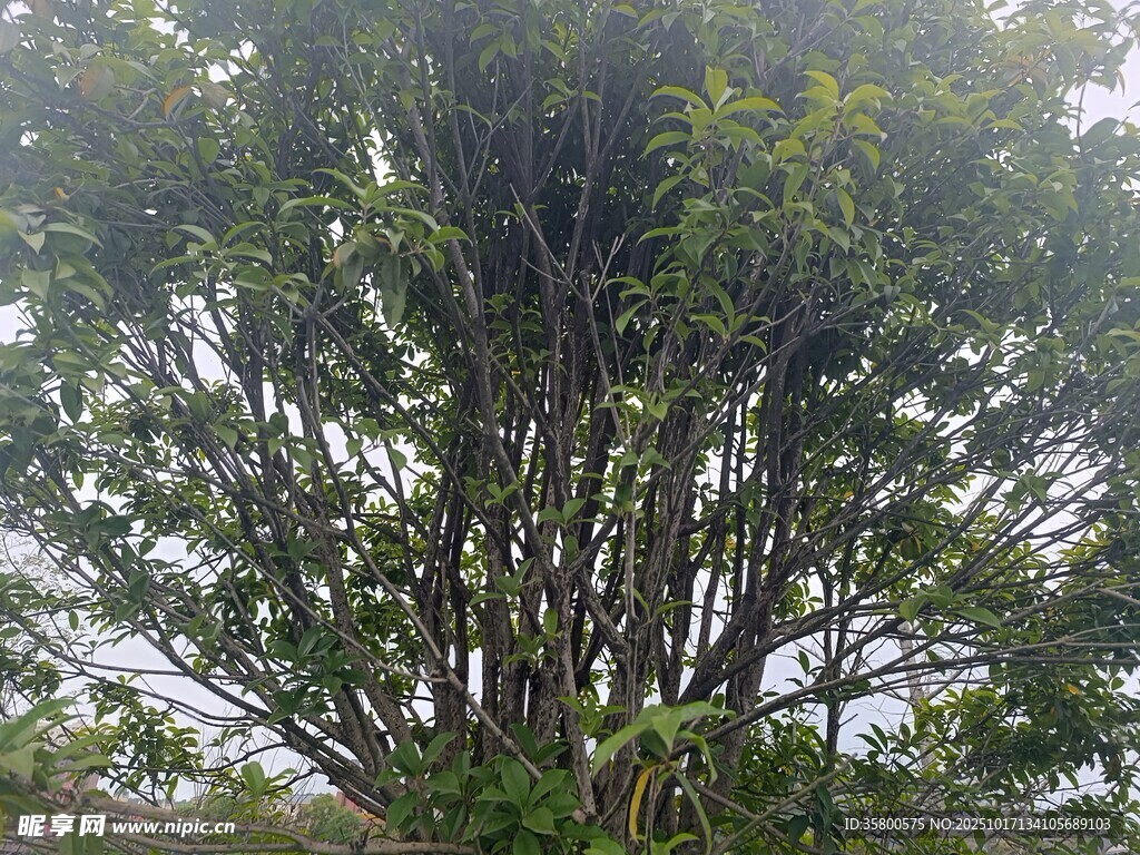 茂密竹林