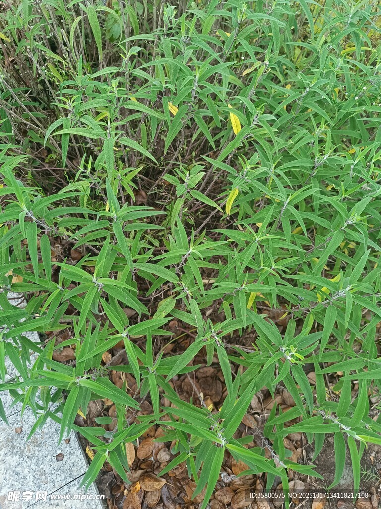 野外生长的绿色植物
