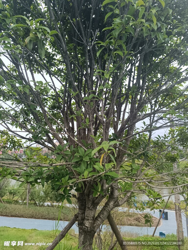 弯曲枝干的绿植景观