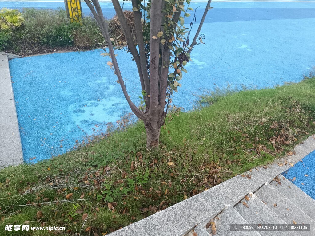 池边绿植景观