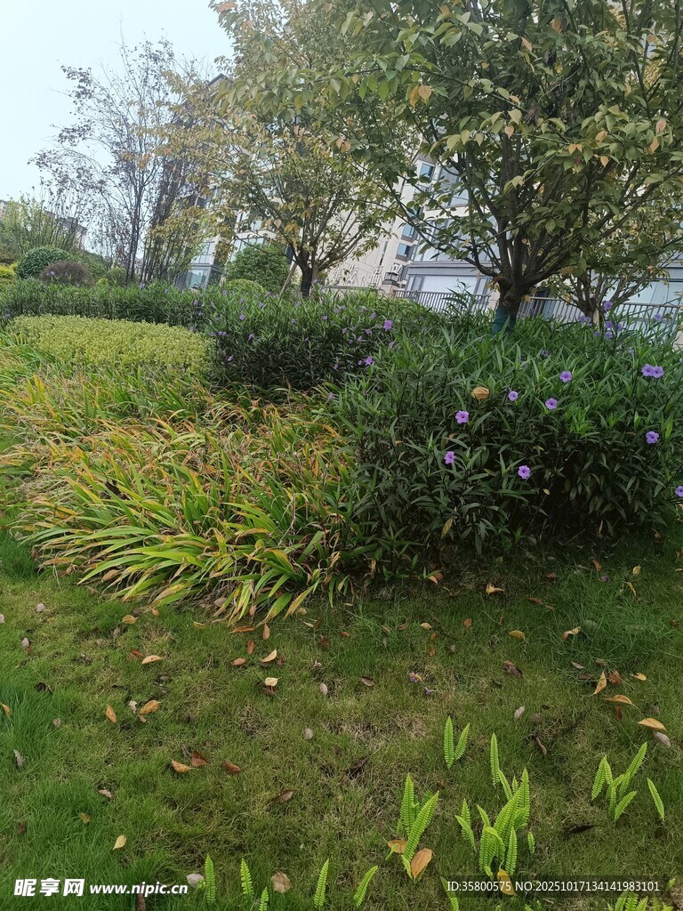 绿意盎然的户外植物景观