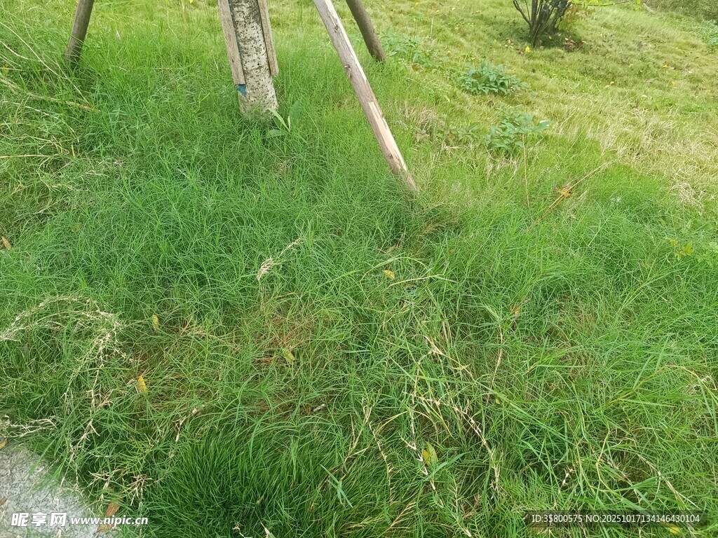 野外翠绿草地与树木