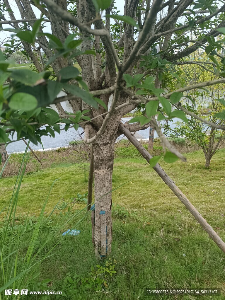 幼树支撑加固场景