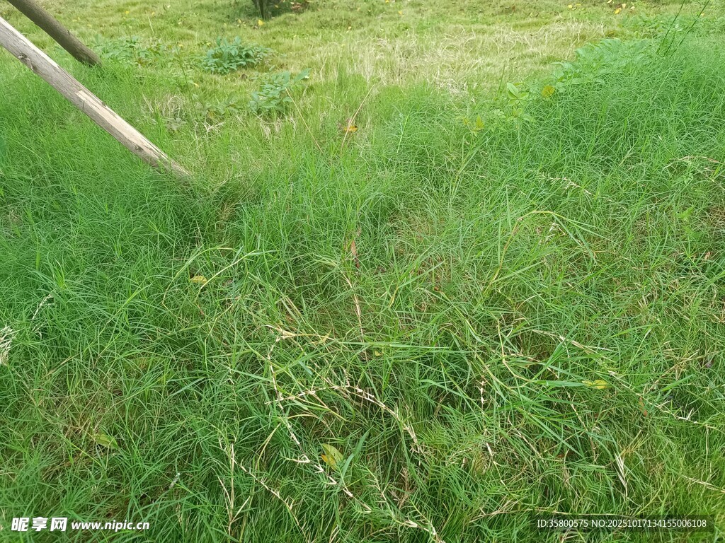 草地中的倾斜木棍