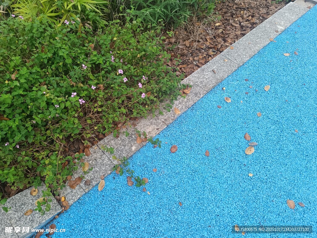 蓝色步道旁的绿植景观